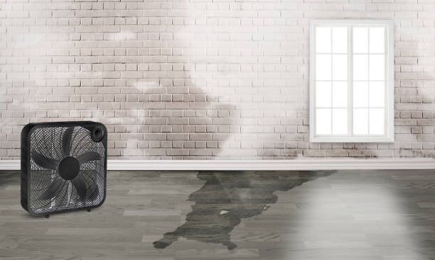 Best Water damage restoration near me  in Hendron, KY
