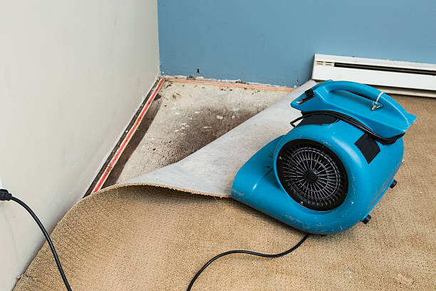 Best Professional water damage repair  in Hendron, KY